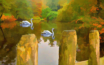 Swans, Lake, Miscellanea, Miscellaneous HD wallpaper