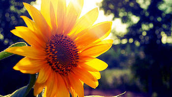Flowers, Flower, Shine, Light, Sunflower HD wallpaper