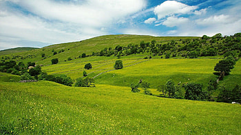 Nature, Grass, Sky, Summer, Field HD wallpaper