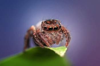 Spider, Jumping spider, Insect graphy, Acrobatic wonder HD wallpaper