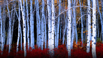 Red bushes among birches, White, Birch, Trees, Red, Bushes HD wallpaper