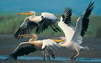 Animals, Pelicans, Flight, Wings, Wave, Sweep HD wallpaper