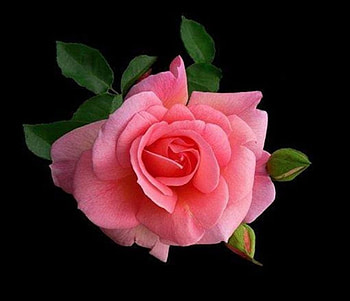 Pink Rose, pink, flowers, buds, macro HD wallpaper