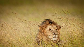Majestic Lion in the Wild | Animal, Animal, lion HD wallpaper