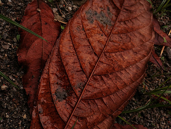 Folha, terra, natureza, marrom HD wallpaper