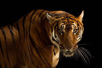 Rare South China Tiger, 72 remain as at 2007, Panthera tigris amoyensis, South China Tiger, Critically endangered HD wallpaper
