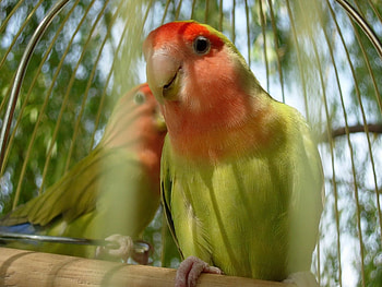 Parrots, animal, bird, love, nature, parrot HD wallpaper