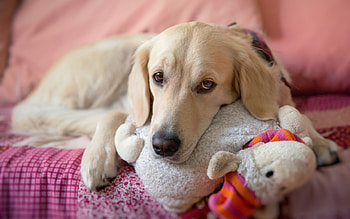 The guardian, animal, dog, toy, pink, cute, funny HD wallpaper