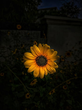 A striking sunflower stands out against a dark garden background, displaying vivid yellow petals. HD phone wallpaper