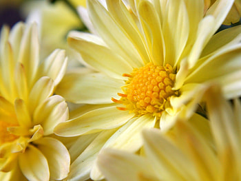Plants, Flowers HD wallpaper