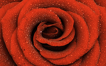 Good Morning Annie, rose, graphy, drops, beautiful, nature HD wallpaper