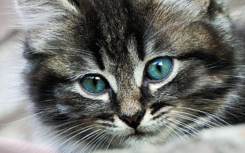 Animals, Cat, Muzzle, Color, Sight, Opinion HD wallpaper