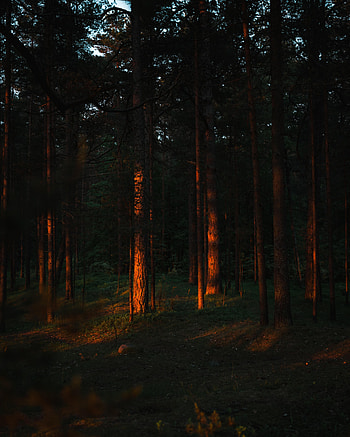 Nature, Trees, Pine, Beams, Rays, Forest HD phone wallpaper