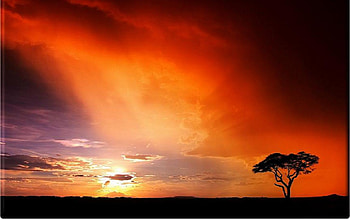 Lonely Tree, landscape, sky, sun, tree HD wallpaper