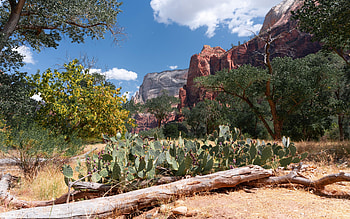 Zion National Park, along the Floor of the Valley Road, utah, landscape, clouds, trees, sky, cactuses, usa HD wallpaper