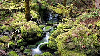 Nature, Stones, Forest, Moss, Creek, Brook HD wallpaper
