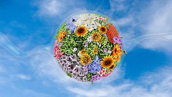 Flowers Manipulation, flowers HD wallpaper