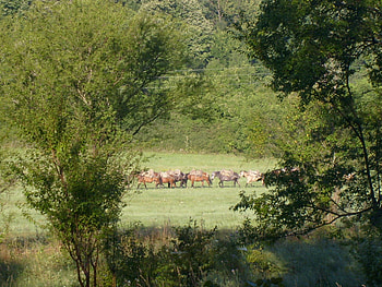 Horses, graphy, animals, field, green, bulgaria, trees, nature HD wallpaper