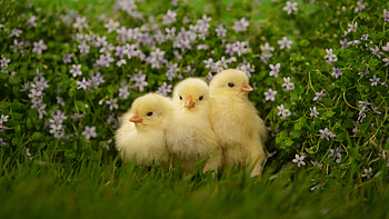 Chicken baby, Cute animal , Farmyard innocence, Feathered sweetness HD wallpaper