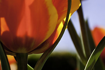 melissa, flower, red, nature, creature HD wallpaper