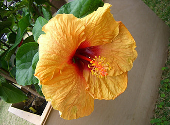 Flowers, Leaves, Bloom, Flowering, Pot, Hibiscus HD wallpaper
