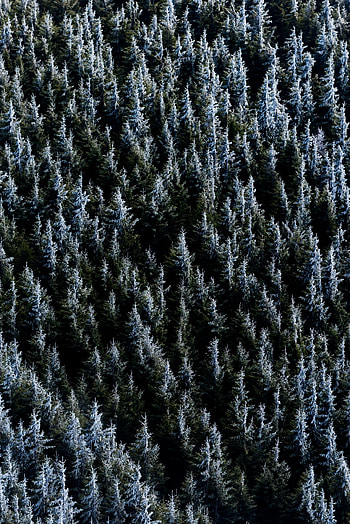 Nature, Trees, Forest, Spruce, Fir HD phone wallpaper