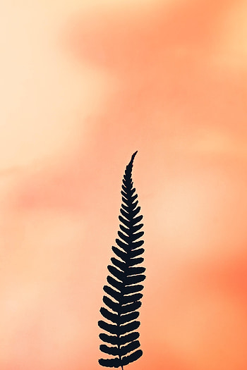 Plant, Fern, Minimalism, Leaflet HD phone wallpaper