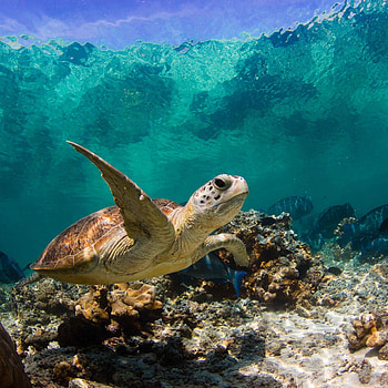Preview turtle, ocean, water, macro, fish, corals HD phone wallpaper