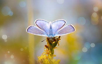 Blue, butterfly, close up HD wallpaper