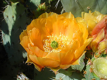 Garden gold, gold, green, yellow, flower HD wallpaper