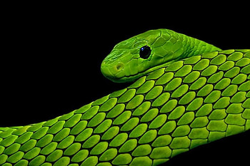 Mamba, snake, scales, black background, reptile, venomous, green mamba HD wallpaper