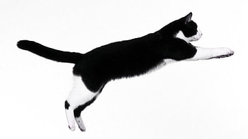 Animals, Dark, Cat, Bounce, Jump, Improvisation HD wallpaper