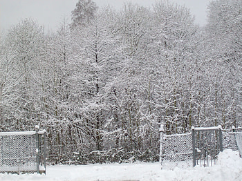 Winter-wonderland III, winter, trees, snow, christmas HD wallpaper
