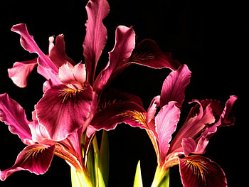 DUTCH IRIS, gardens, plants, graphy, irises, flowers HD wallpaper