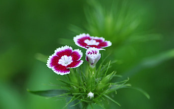 Summer, Flower, Macro, Greens, Carnation HD wallpaper