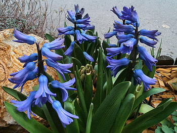 Flowers, Greens, Hyacinths, Slivers, Splinters HD wallpaper