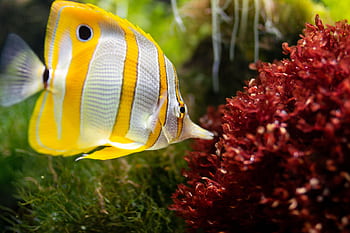 Butterfly fish exploring red coral in a lush underwater world, showcasing marine life beauty. HD wallpaper