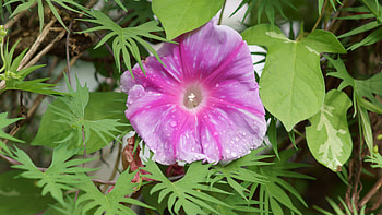 Morning glory, Ipomoea nil, 3840x2160, Flowers, Asagao, , Flower HD wallpaper