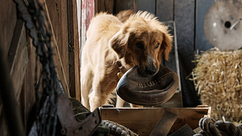 A Dog's Purpose, Best movies, Dog companions, Heartwarming moments HD wallpaper