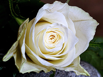 White rose, close up, flower HD wallpaper