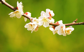 Flowers, Macro, Bloom, Flowering, Branch, Spring HD wallpaper
