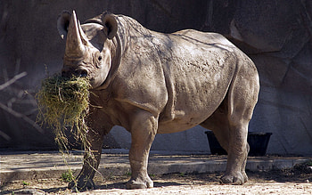 Animals, Food, Grass, Rhinoceros, Horn HD wallpaper