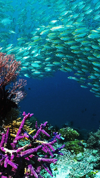 Fish Water, Aorable, Fish Water Adorable, adorable HD phone wallpaper