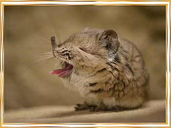 ELEPHANT SHREW, ELEPHANT, SHREW, NATURE HD wallpaper