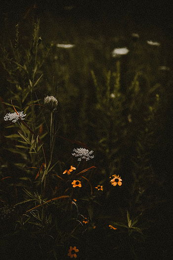 Plants, Flowers, Bloom, Flowering, Field, Wild HD phone wallpaper