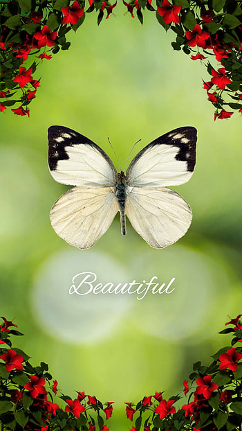 Beautiful, aesthetic, spring, sayings, beautiful_quotes, beautiful_sayings, butterfly, fluture, summer, quotes HD phone wallpaper