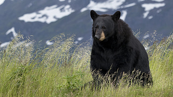 Black Bear, anamil, nature, black, bear HD wallpaper