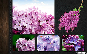 LOVELY LILACS, FLOWERS, LOVELY, , LILAC HD wallpaper