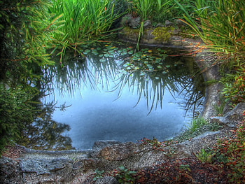 Nature, Grass, Stones, Lilies, Lake, Reflection, Puddle HD wallpaper