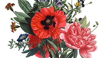 Flowers, pink, poppy, flower, red, peony, card, spring HD wallpaper